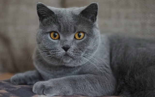 Gray cat yellow eyes serious #3 free wallpaper for desktop - medium preview image