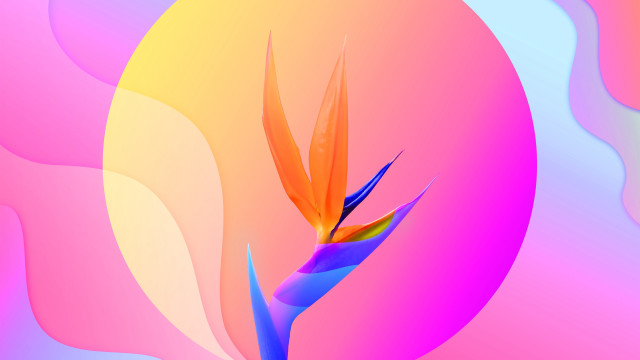 Colorful flower birdofparadise 3Drender gradient free wallpaper for desktop - medium preview image