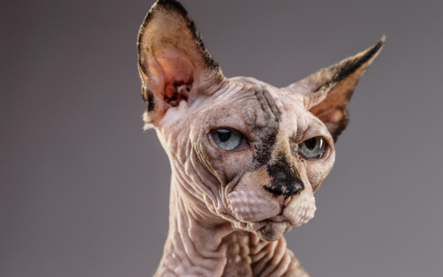 Sphy cat blue eyes gray free wallpaper for desktop - medium preview image