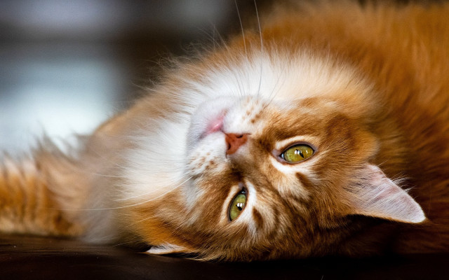 Cat back table wide eyes #2 free wallpaper for desktop - medium preview image