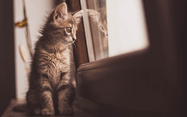 Kitten window sill mirror reflection free wallpaper for desktop - medium preview image