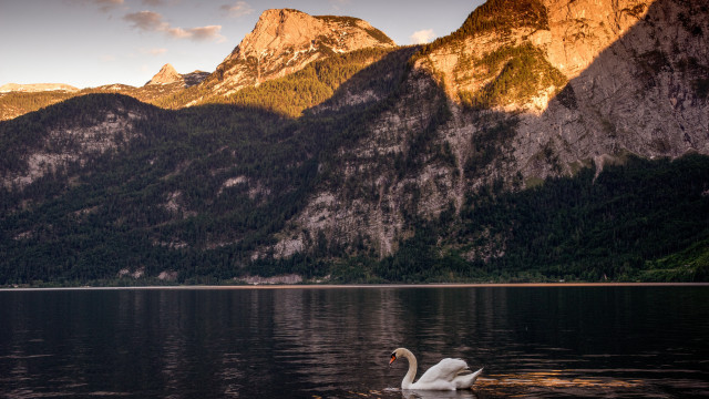 Swan lake mountains sunset clouds free wallpaper for desktop - medium preview image