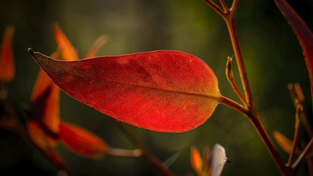 Red leaf on branch macro free wallpaper for desktop - medium preview image