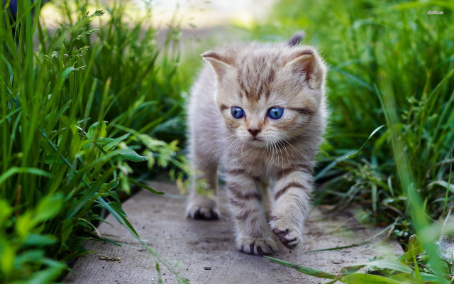 Kitten blue eyes walking grass free wallpaper for desktop - medium preview image