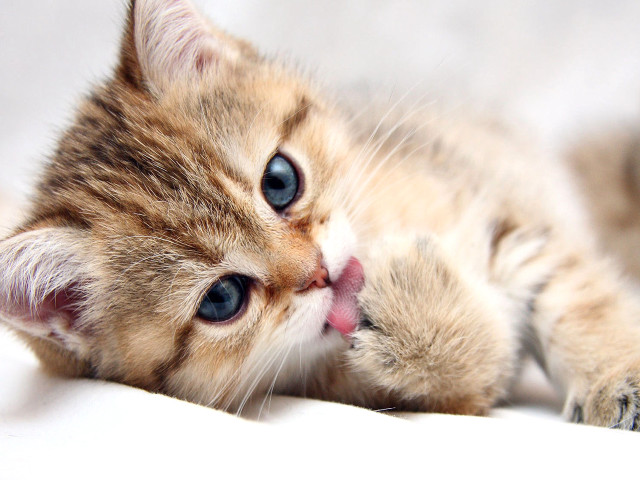 Kitten laying back tongue out free wallpaper for desktop - medium preview image