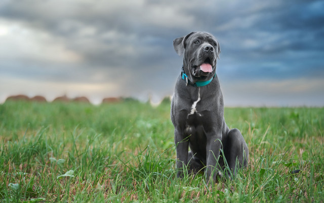 Dog field cloudy sky blue free wallpaper for desktop - medium preview image