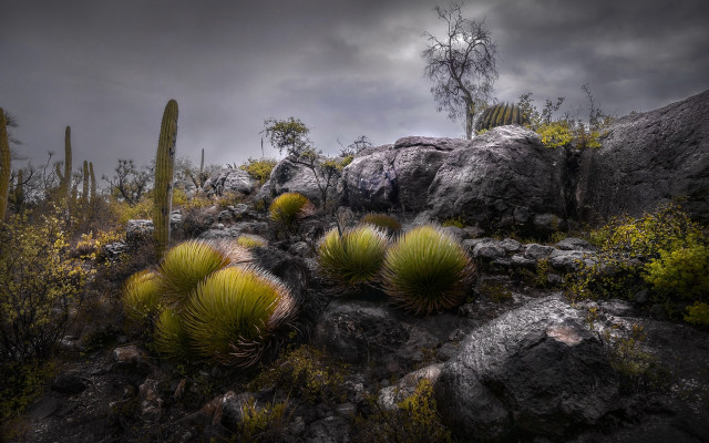 Cactus hillside rocky sky trees free wallpaper for desktop - medium preview image