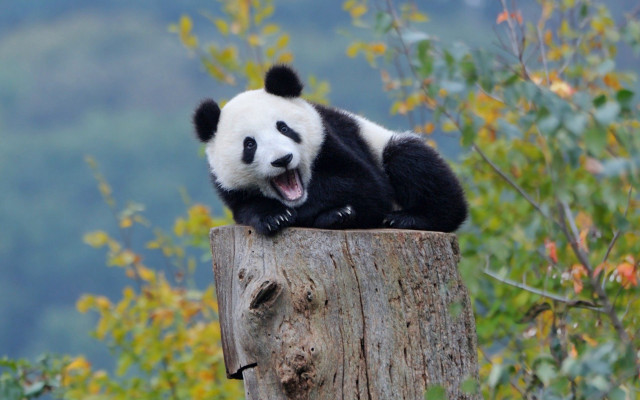 Panda sitting on stump autumn free wallpaper for desktop - medium preview image