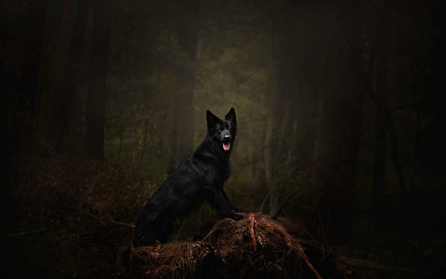 Black dog wood forest glowing free wallpaper for desktop - medium preview image