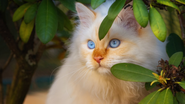 White cat blue eyes hiding free wallpaper for desktop - medium preview image
