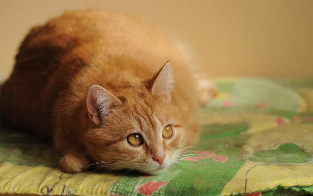 Cat green yellow blanket flower free wallpaper for desktop - medium preview image