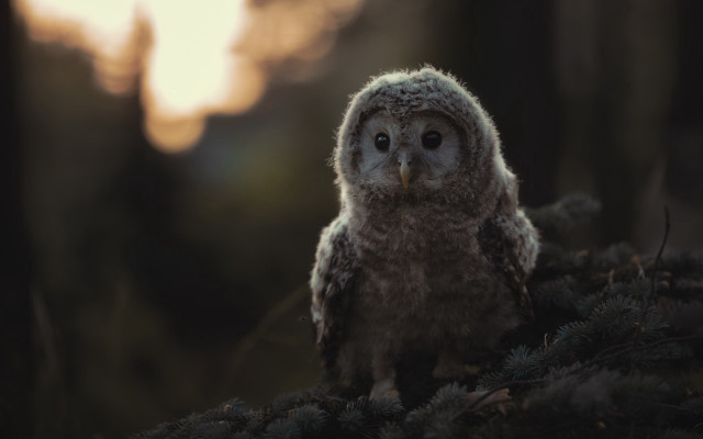 Small owl branch woods sunset free wallpaper for desktop - medium preview image