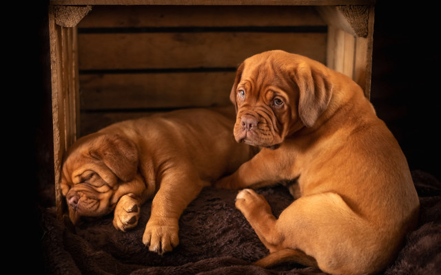 Two dogs blanket brown tan free wallpaper for desktop - medium preview image