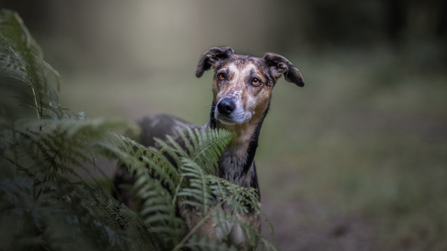 Dog fern grass serious animal free wallpaper for desktop - medium preview image