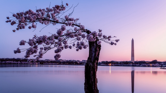 Flowering tree lake monument sunset free wallpaper for desktop - medium preview image