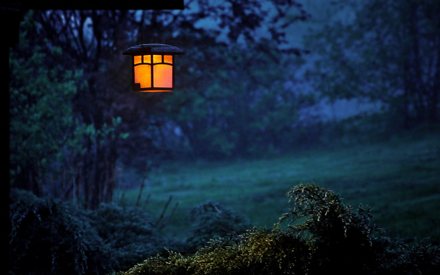 Lamp tree forest night green free wallpaper for desktop - medium preview image