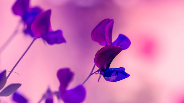Purple flower pink background butterfly free wallpaper for desktop - medium preview image