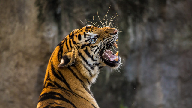 Tiger growling wide open sharp #2 free wallpaper for desktop - medium preview image