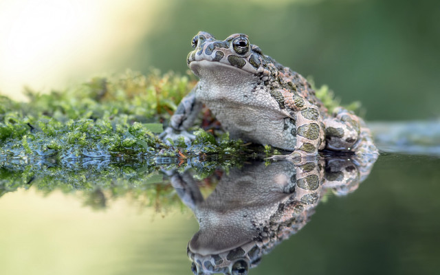 Frog green plant water reflection free wallpaper for desktop - medium preview image