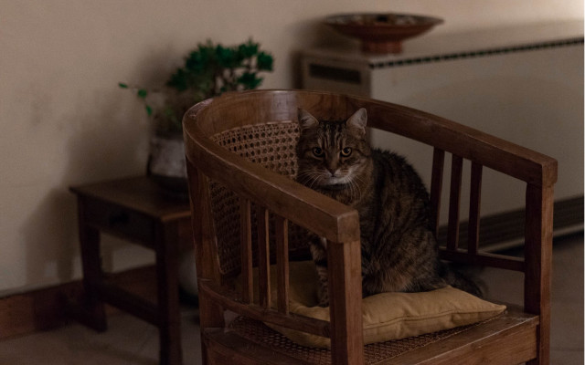 Cat chair room plant table free wallpaper for desktop - medium preview image
