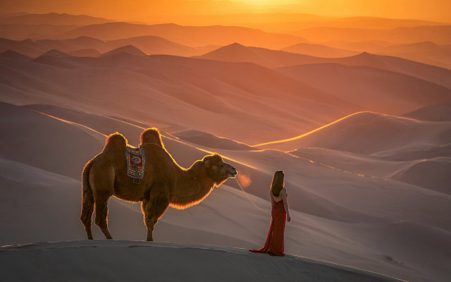 Desert sunset woman camel mountain free wallpaper for desktop - medium preview image