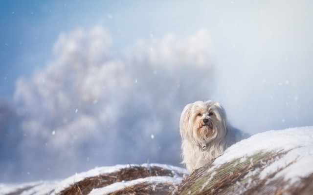 Dog snowy hill forest impressionist free wallpaper for desktop - medium preview image