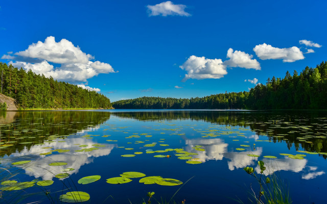 Lake lily pads trees sky free wallpaper for desktop - medium preview image