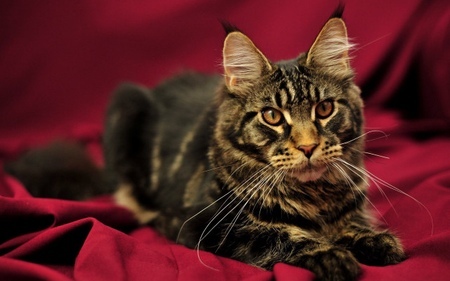 Cat sad red blanket focus free wallpaper for desktop - medium preview image