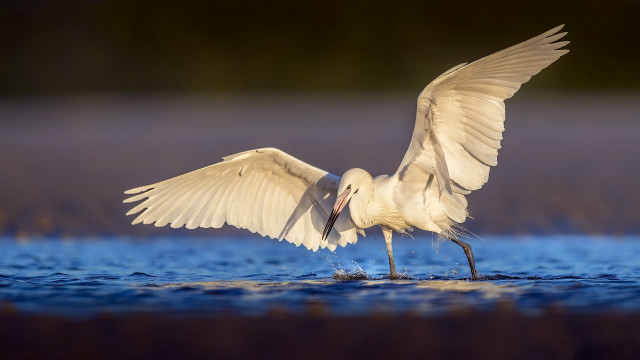 White bird wings open water free wallpaper for desktop - medium preview image