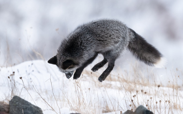 Raccoon snow jumping branch nature free wallpaper for desktop - medium preview image