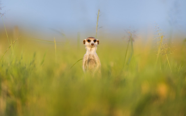 Meerkat tallgrass blueSky tiltshift wildlife free wallpaper for desktop - medium preview image