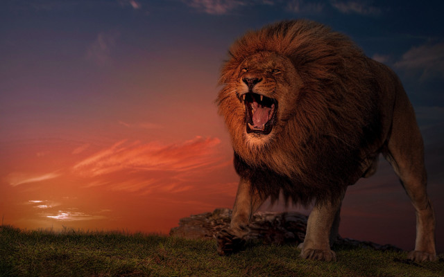 Lion standing hill open mouth free wallpaper for desktop - medium preview image