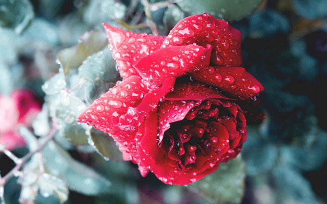 Red rose water droplets macro #19 free wallpaper for desktop - medium preview image