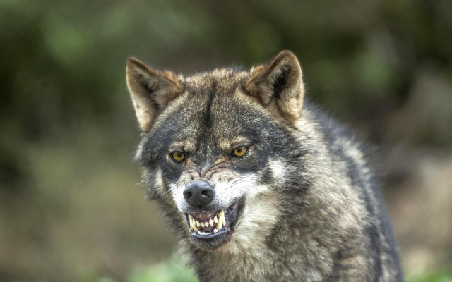 Wolf grinning missing teeth portrait free wallpaper for desktop - medium preview image