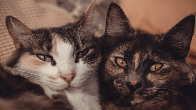 Two cats couch animal photography free wallpaper for desktop - medium preview image