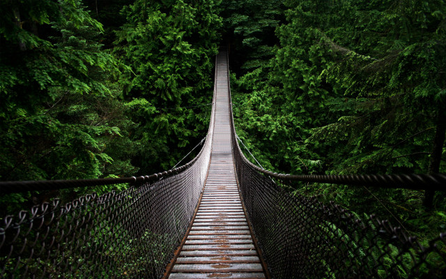 Suspension bridge forest trees walkway free wallpaper for desktop - medium preview image