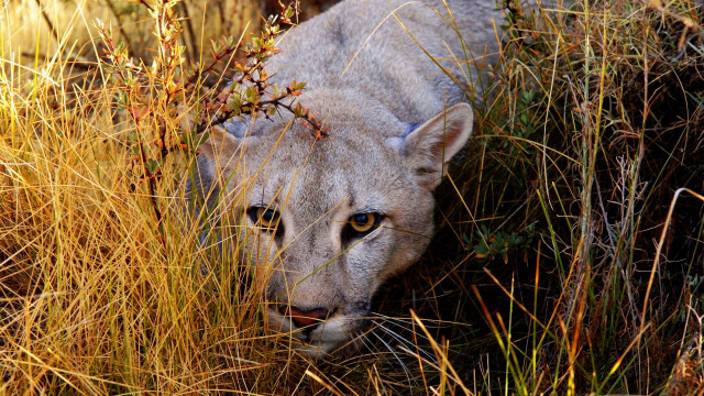 Mountain lion tall grass fence free wallpaper for desktop - medium preview image