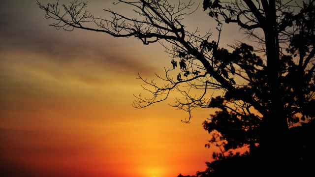 Bare tree sunset bird clouds free wallpaper for desktop - medium preview image