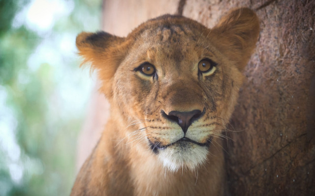 Lion tree portrait animal focus free wallpaper for desktop - medium preview image