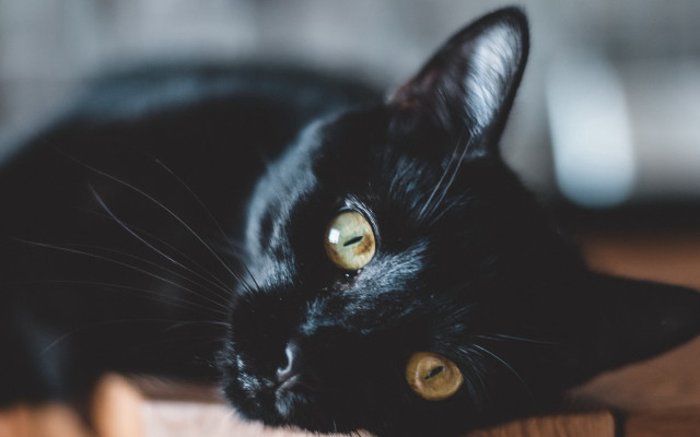 Black cat wooden table yellow free wallpaper for desktop - medium preview image