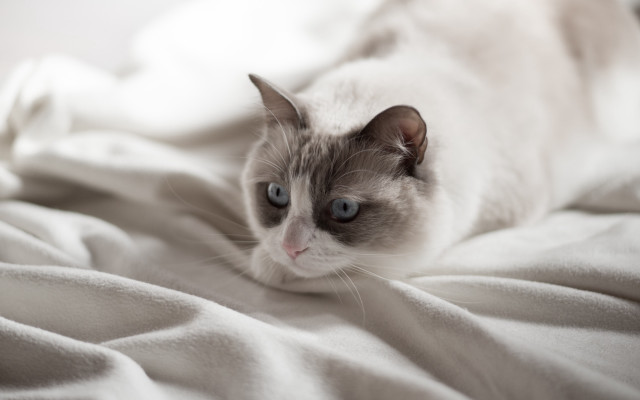 Cat laying bed white blanket #2 free wallpaper for desktop - medium preview image