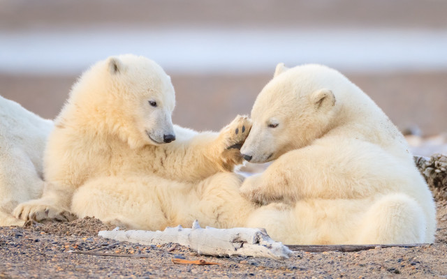 Polar bears beach playing wildlife free wallpaper for desktop - medium preview image
