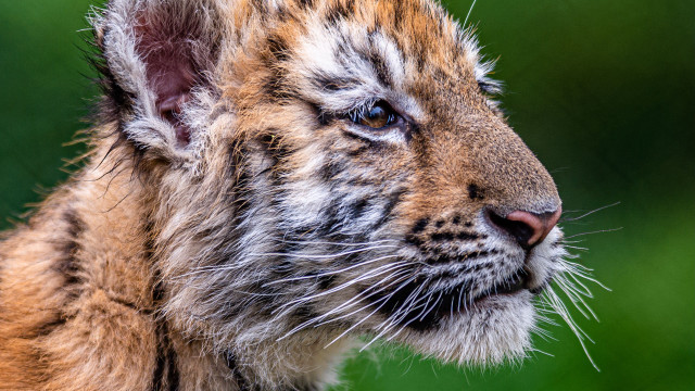 Tiger closeup naturalism puzzle animal free wallpaper for desktop - medium preview image