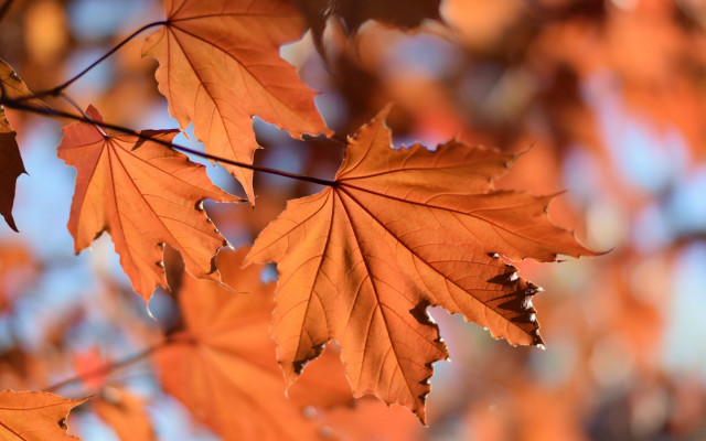 Leafy orange autumn bokeh blurry free wallpaper for desktop - medium preview image