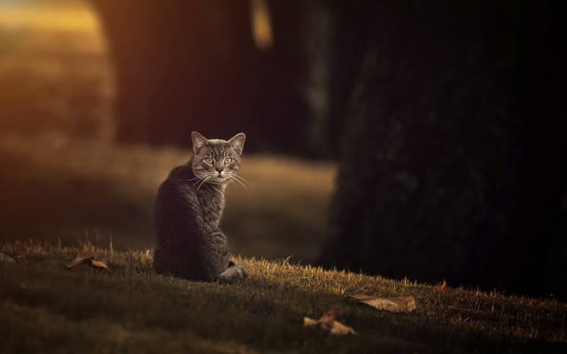 Cat grass tree sunset portrait free wallpaper for desktop - medium preview image