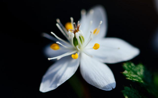 White flower yellow stamens black free wallpaper for desktop - medium preview image