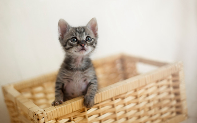 Small kitten basket table white free wallpaper for desktop - medium preview image