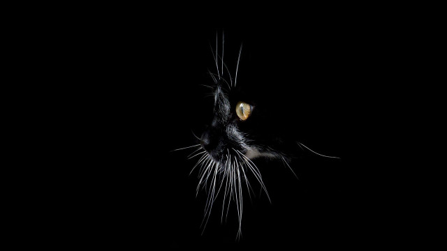 Black cat yellow eyes looking #6 free wallpaper for desktop - medium preview image