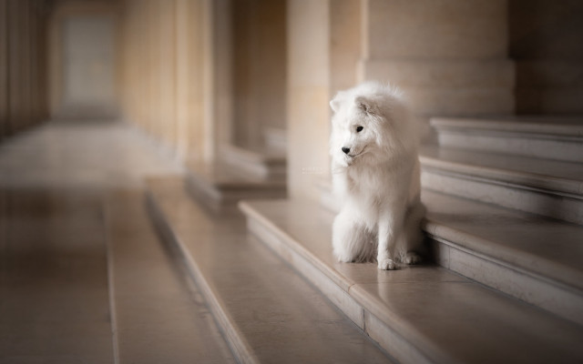 White dog neoclassic tiltshift softfocus free wallpaper for desktop - medium preview image