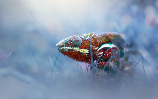 Colorful chameleon green field holography free wallpaper for desktop - medium preview image